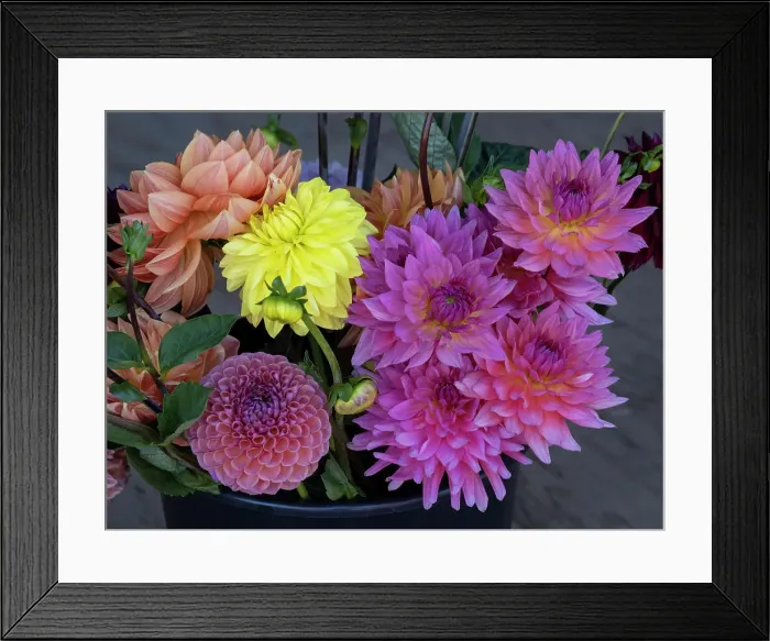 Framed Print : Usa, Washington State, Duvall. Purple, yellow and apricot Garden dahlias in bouquet of cut flowers Framed Print : Usa, Washington State, Duvall. Purple, yellow and apricot Garden dahlias in bouquet of cut flowers