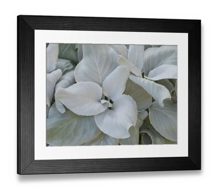 Framed Print : Usa, Washington State, Seattle. Lamb's-ear (Stachys byzantina) close-up Framed Print : Usa, Washington State, Seattle. Lamb's-ear (Stachys byzantina) close-up