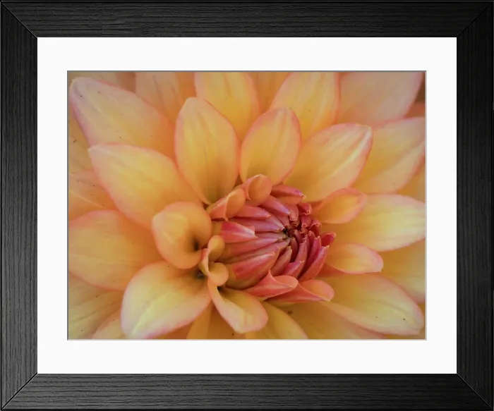 Framed Print : Usa, Washington State, Duvall. Orange Garden dahlia close-up Framed Print : Usa, Washington State, Duvall. Orange Garden dahlia close-up