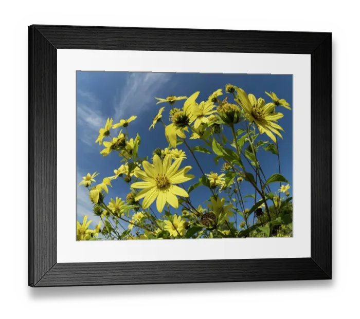 Framed Print : Usa, Washington State, Bellevue. Giant sunflowers