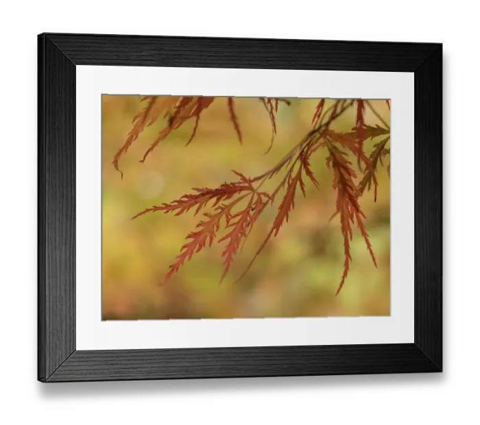 Framed Print : Usa, Washington State, Renton. Japanese maple in autumn Framed Print : Usa, Washington State, Renton. Japanese maple in autumn