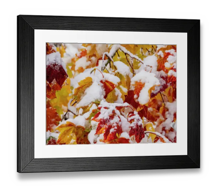 Framed Print : Usa, Washington State, Cle Elum. Vine maple in snow Framed Print : Usa, Washington State, Cle Elum. Vine maple in snow