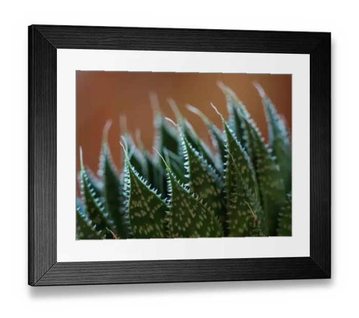 Framed Print : Usa, Bellevue. Lace aloe Framed Print : Usa, Bellevue. Lace aloe