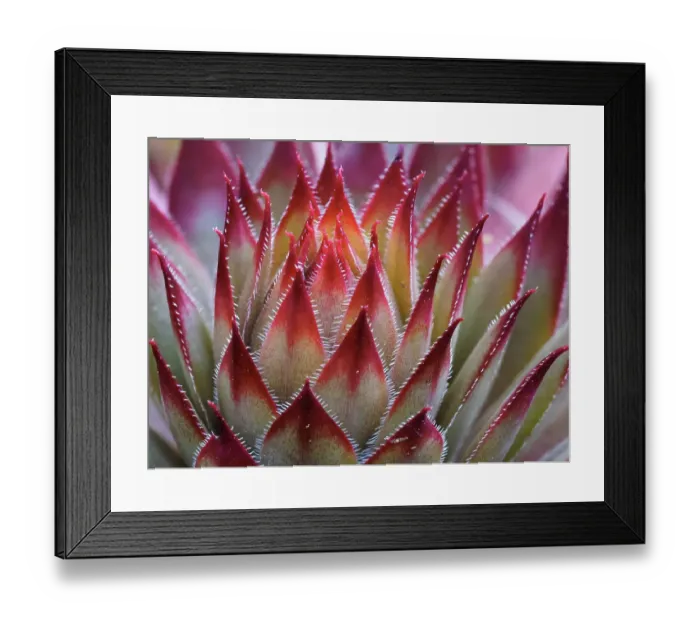 Framed Print : Usa, Washington State, Bellevue. Backlit succulent houseleek, aka Hens-And-Chicks Framed Print : Usa, Washington State, Bellevue. Backlit succulent houseleek, aka Hens-And-Chicks