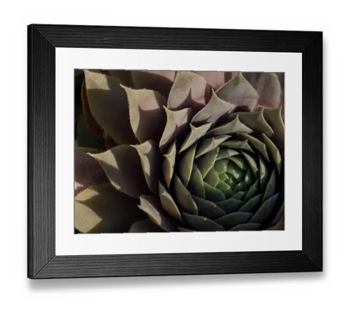 Framed Print : Usa, Washington State, Bellevue. Houseleek Bronze Pastel, also known as Hens-And-Chicks Framed Print : Usa, Washington State, Bellevue. Houseleek Bronze Pastel, also known as Hens-And-Chicks
