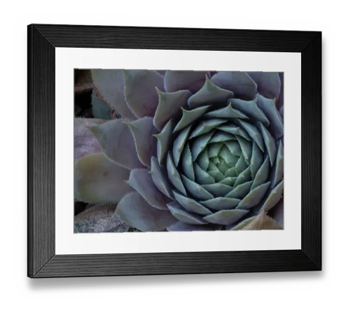 Framed Print : Usa, Washington State, Bellevue. Houseleek Bronze Pastel, also known as Hens-And-Chicks Framed Print : Usa, Washington State, Bellevue. Houseleek Bronze Pastel, also known as Hens-And-Chicks