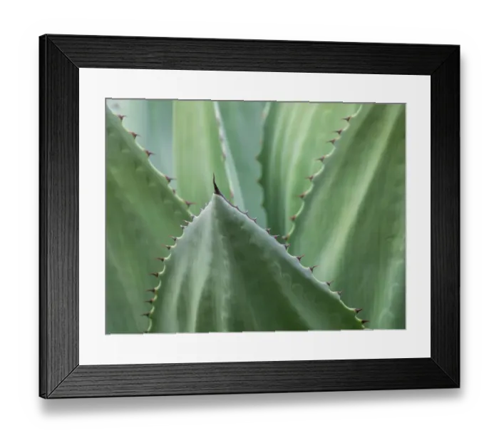Framed Print : Usa, Seattle. Century plant close-up