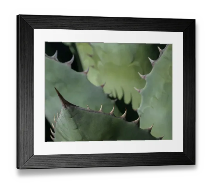 Framed Print : Usa, Seattle. Century plant close-up Framed Print : Usa, Seattle. Century plant close-up
