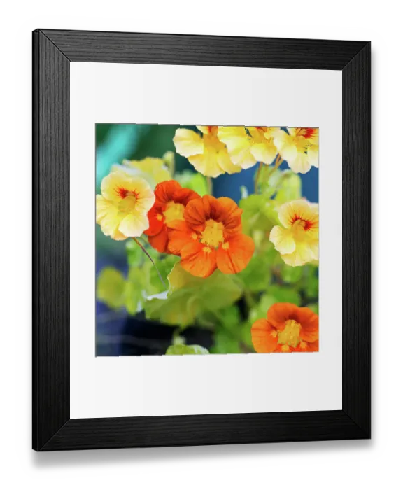 Framed Print : Close-up of yellow and orange flowers Framed Print : Close-up of yellow and orange flowers