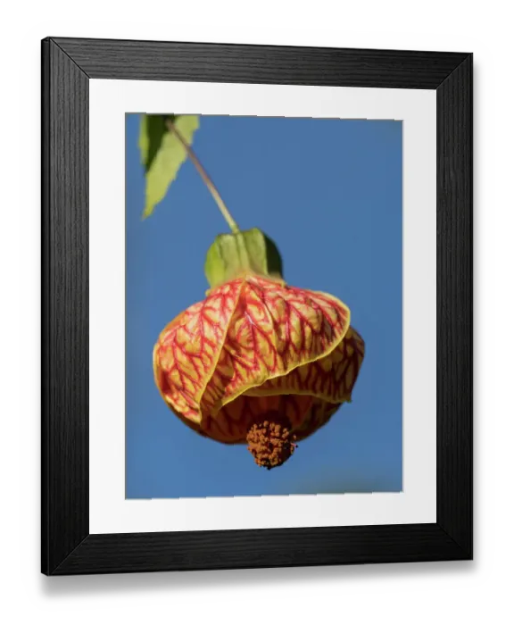 Framed Print : Usa, Seattle. Red vein abutilon Framed Print : Usa, Seattle. Red vein abutilon