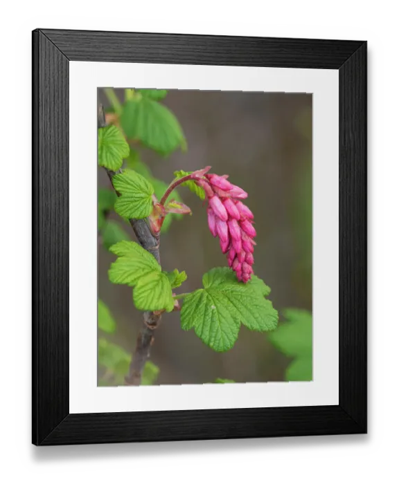 Framed Print : USA, Washington State. Red flowering currant Framed Print : USA, Washington State. Red flowering currant