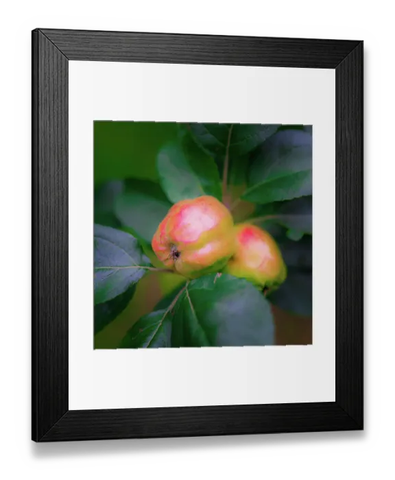 Framed Print : Full frame of apples on branch Framed Print : Full frame of apples on branch