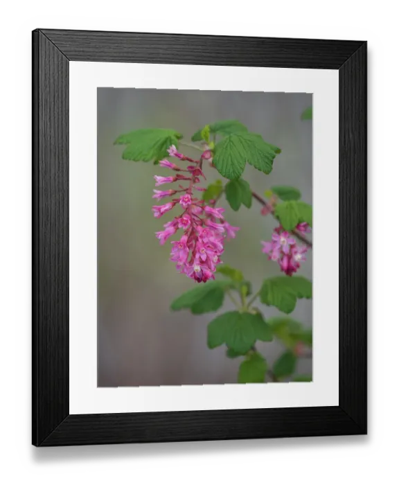 Framed Print : USA, Washington State. Red flowering currant