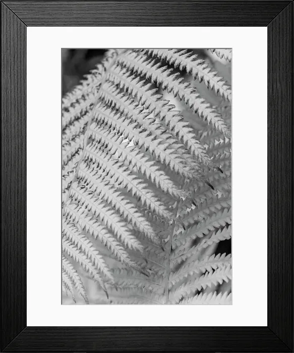 Framed Print : Fern
