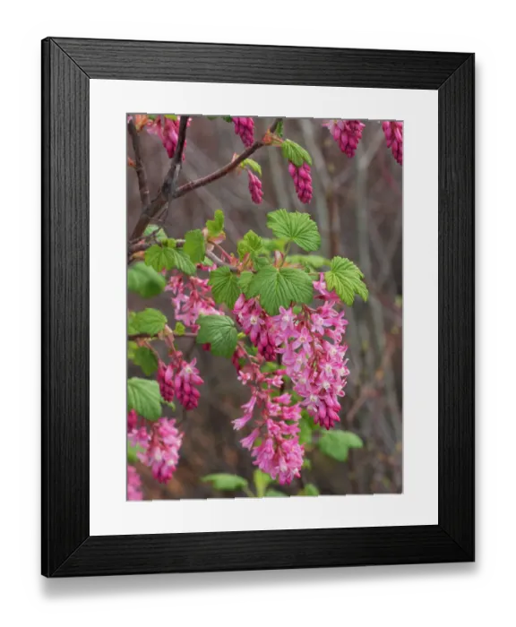 Framed Print : USA, Washington State. Red flowering currant Framed Print : USA, Washington State. Red flowering currant