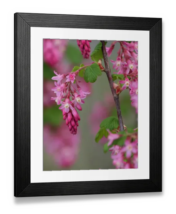 Framed Print : USA, Washington State. Red flowering currant Framed Print : USA, Washington State. Red flowering currant