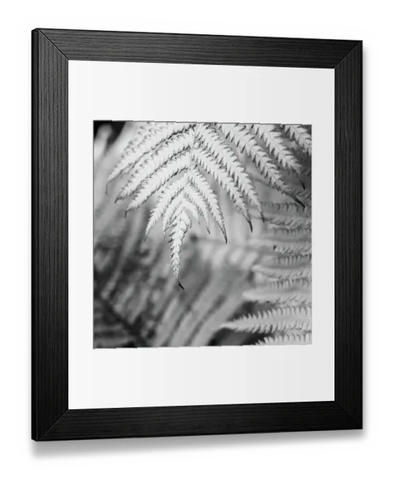 Framed Print : Fern Framed Print : Fern