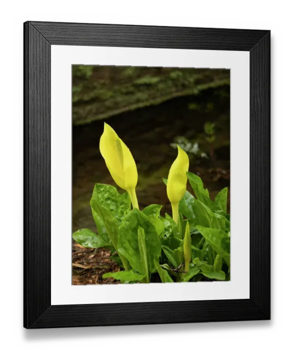 Framed Print : Usa, Washington State, Bellevue. Bellevue Botanical Garden. Western skunk cabbage