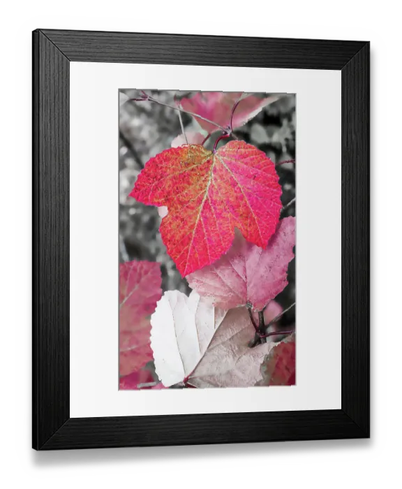 Framed Print : Close-up of an sycamore leaf rendered in red and grey Framed Print : Close-up of an sycamore leaf rendered in red and grey