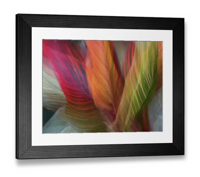 Framed Print : Usa, Washington State, Bellevue. Bellevue Botanical Garden. Ti plant Framed Print : Usa, Washington State, Bellevue. Bellevue Botanical Garden. Ti plant