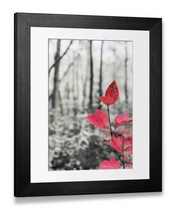 Framed Print : Sycamore branch in forest setting