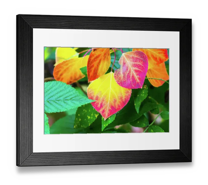 Framed Print : Close-up of aspen leaves in fall colors