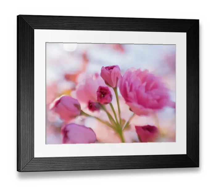 Framed Print : Usa, Washington State. Cherry blossoms