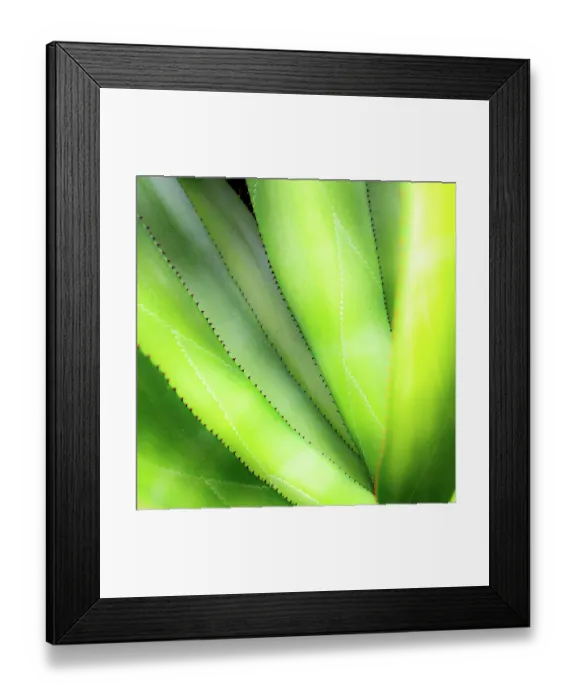 Framed Print : Close-up of vibrant agave leaves Framed Print : Close-up of vibrant agave leaves