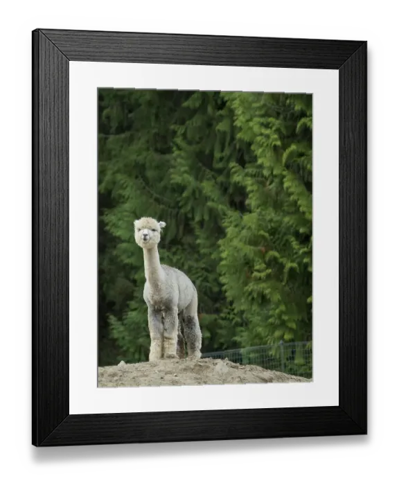 Framed Print : Usa, Washington State, Carnation. Alpaca Framed Print : Usa, Washington State, Carnation. Alpaca