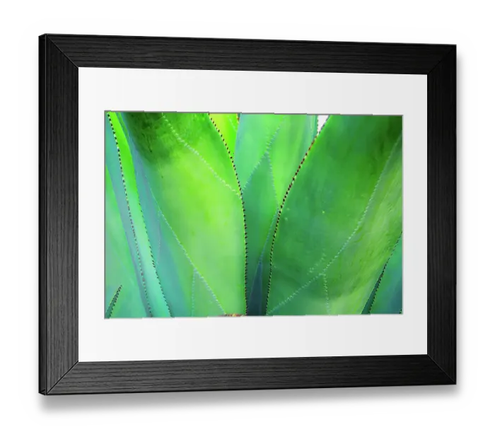 Framed Print : Close-up of vibrant agave leaves Framed Print : Close-up of vibrant agave leaves