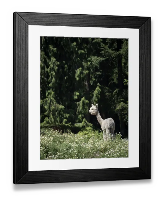 Framed Print : Usa, Washington State, Carnation. Alpaca Framed Print : Usa, Washington State, Carnation. Alpaca