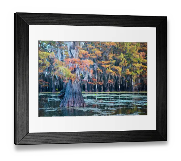 Framed Print : Bald cypress in autumn color