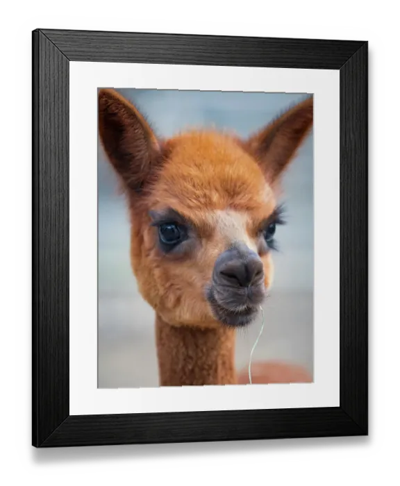 Framed Print : Usa, Washington State, Carnation. Alpaca Framed Print : Usa, Washington State, Carnation. Alpaca