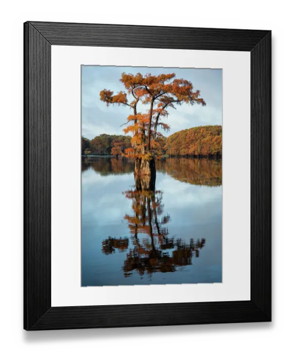 Framed Print : Bald cypress in autumn color Framed Print : Bald cypress in autumn color