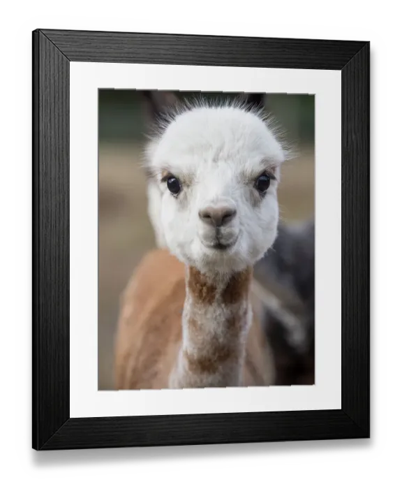 Framed Print : Usa, Washington State, Carnation. Alpaca Framed Print : Usa, Washington State, Carnation. Alpaca