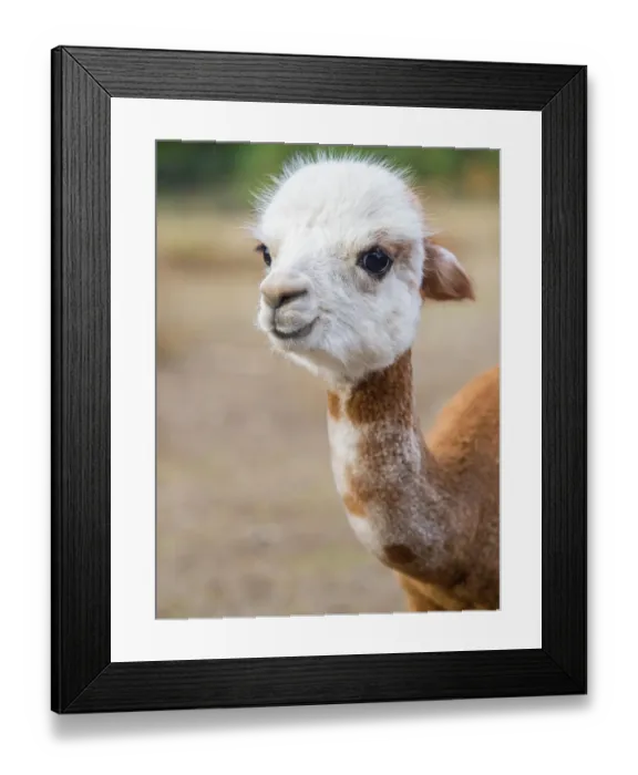 Framed Print : Usa, Washington State, Carnation. Alpaca