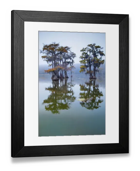 Framed Print : Bald cypress turning to fall color as leaves die, Caddo Lake, Texas Framed Print : Bald cypress turning to fall color as leaves die, Caddo Lake, Texas
