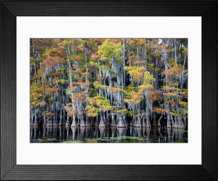 Framed Print : Bald cypress trees and water lilies at Caddo Lake, Texas