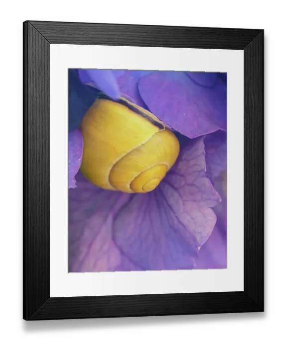 Framed Print : Purple flower with yellow snail Framed Print : Purple flower with yellow snail