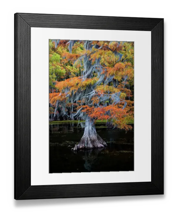 Framed Print : Bald cypress and Spanish moss in autumn color Framed Print : Bald cypress and Spanish moss in autumn color