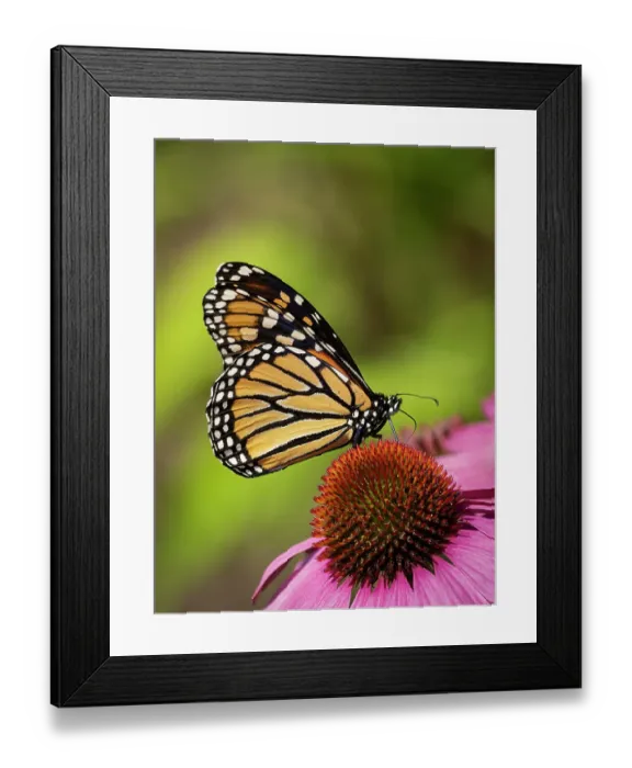 Framed Print : Monarch butterfly on Echinacea flower Framed Print : Monarch butterfly on Echinacea flower