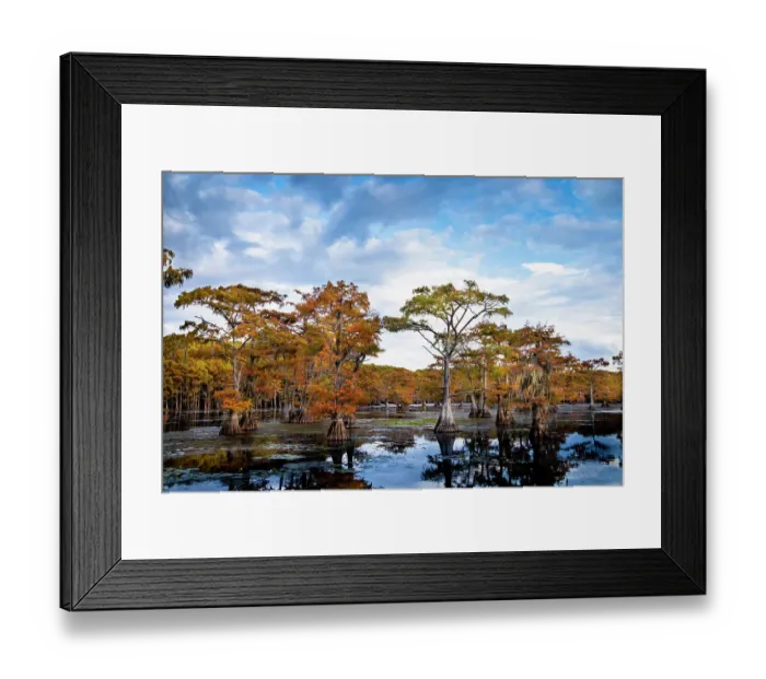 Framed Print : Bald cypress in autumn color at Caddo Lake, Texas Framed Print : Bald cypress in autumn color at Caddo Lake, Texas