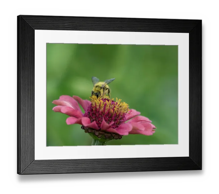 Framed Print : Usa, Washington State, Duvall. Honey bee on common zinnia Framed Print : Usa, Washington State, Duvall. Honey bee on common zinnia