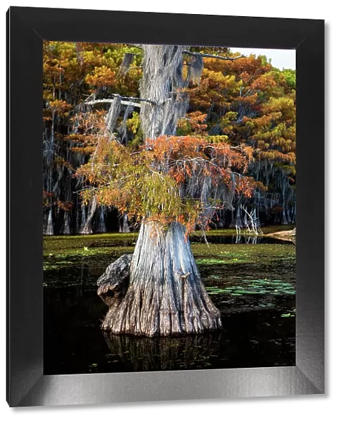 Bald cypress and Spanish moss, Caddo Lake, Texas
