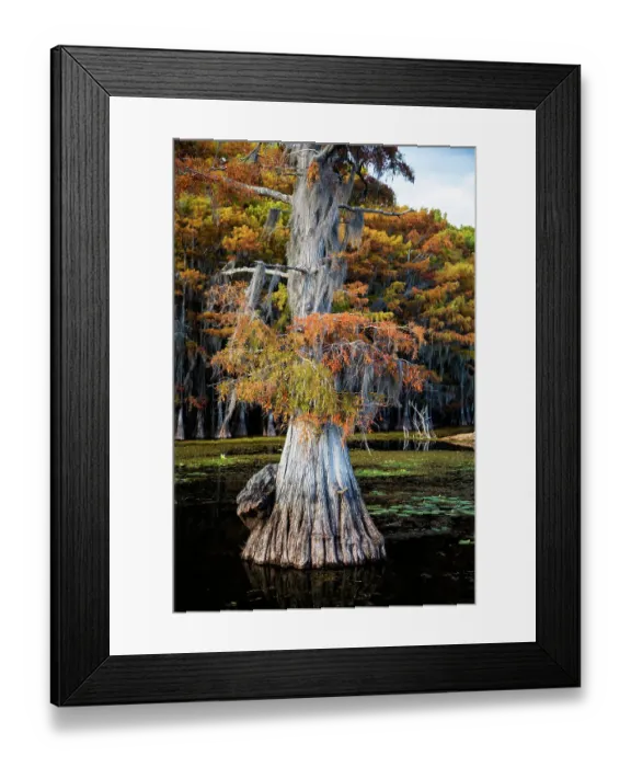 Framed Print : Bald cypress and Spanish moss, Caddo Lake, Texas Framed Print : Bald cypress and Spanish moss, Caddo Lake, Texas
