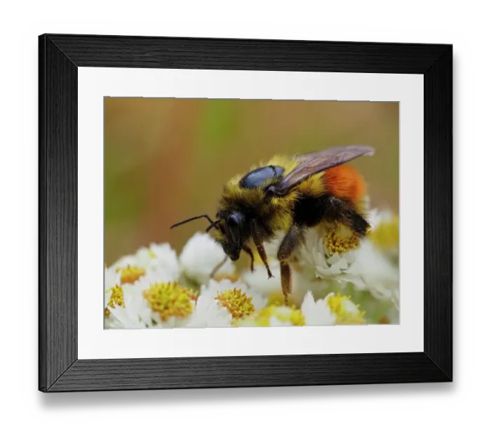 Framed Print : Usa, Washington State, Bellevue. Honeybee covered with pollen on Pearly everlasting