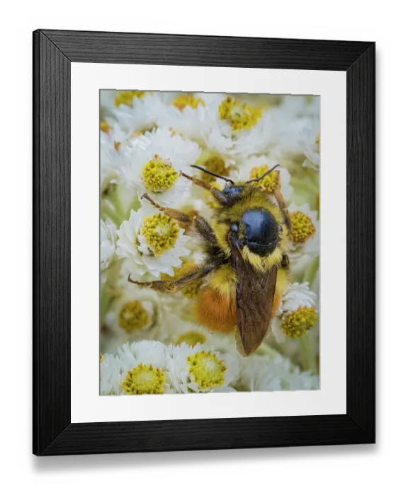 Framed Print : Usa, Washington State, Bellevue. Honeybee covered with pollen on Pearly everlasting Framed Print : Usa, Washington State, Bellevue. Honeybee covered with pollen on Pearly everlasting
