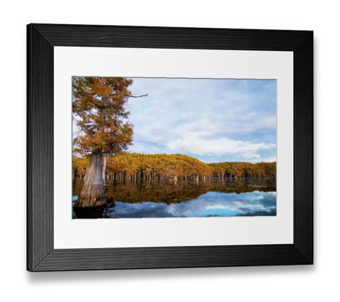 Framed Print : Bald cypress forest, Caddo Lake, Texas Framed Print : Bald cypress forest, Caddo Lake, Texas