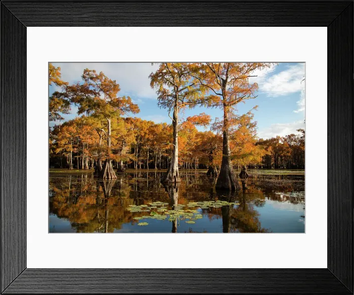 Framed Print : Bald cypress in fall color