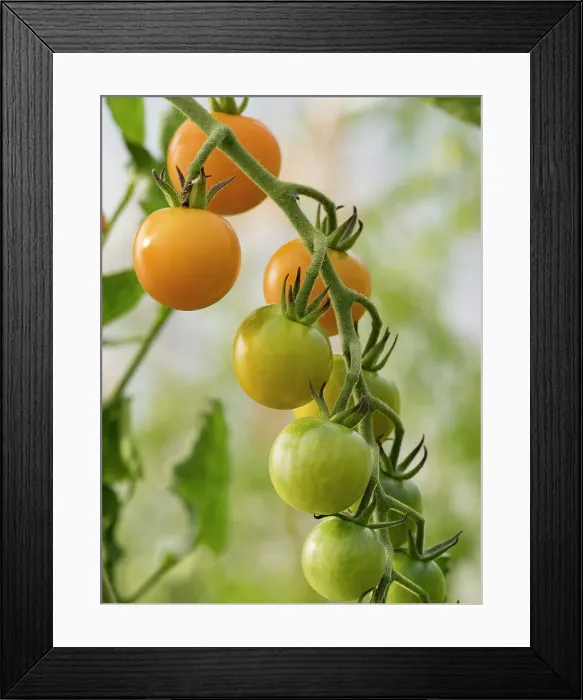Framed Print : Usa, Washington State, Carnation. Orange tomatoes growing on vine Framed Print : Usa, Washington State, Carnation. Orange tomatoes growing on vine